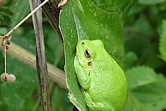 Laubfrosch © NABU-Naturschutzstation Münsterland e.V.