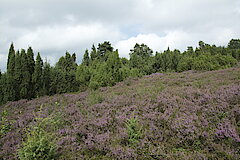 Wacholderheide Branscheid © Biologische Station Oberberg