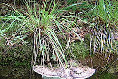 Baumpilz © Biologische Station im Kreis Euskirchen e.V.