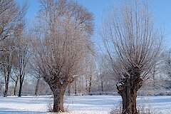 Auch im Winter ein bizarres Bild: die Kopfweiden in der Aue © Biologische Station Bonn / Rhein-Erft