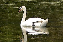 Höckerschwan © Martin Schlüpmann