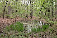 Gewässer mit Schwertlilien als Laichhabitat für Springfrosch und Kammmolch © Biologische Station Bonn / Rhein-Erft