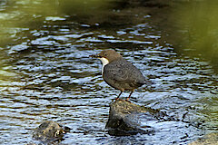 Wasseramsel bei der Jagd © Landschaftsstation im Kreis Höxter e.V.