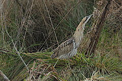 Die seltene Rohrdommel © Hans Georg Wende