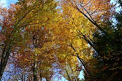 Waldspaziergang im Herbstlicht © Detlev Rygusiak