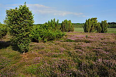 Wacholderheide © Hans Georg Wende