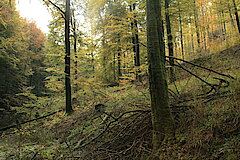 Wertvoller Buchenwald © Regionalforstamt Siegen-Wittgenstein