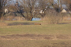 Uedesheim nach Hochwasser (2) © Haus der Natur, Biologische Station im Rhein-Kreis Neuss e.V.