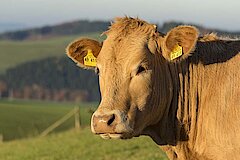 Kühe bei Oberhenneborn © Naturpark Sauerland Rothaargebirge - Kerstin Berens