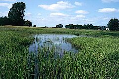 Artenreiche Natur © Biologische Station Minden-Lübbecke