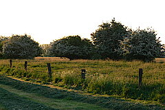 Hecken bei Kleinnetterden © Dietrich Cerff