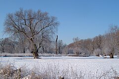 Parkartige Landschaft an der Sieg © Biologische Station Bonn / Rhein-Erft