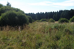 Strukturreiches Nass- und Feuchtgrünland © Michael Gertz