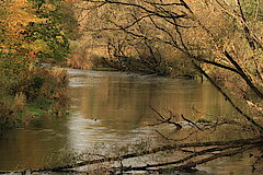 Natürliches Bild der Eder © Regionalforstamt Siegen-Wittgenstein