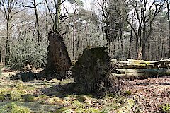 Totholz © Biologische Station Westliches Ruhrgebiet