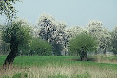 Kopfweiden- und Obstbäume © Biologische Station Haus Bürgel