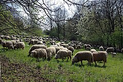 Schafe als Landschaftspfleger © Biologische Station Kreis Steinfurt e.V.