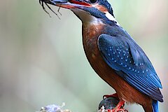 Eisvogel mit Großlibellenlarve als Beute © Peter Meyer