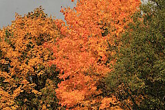 Herbst am Grubengelände © Regionalforstamt Siegen-Wittgenstein