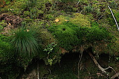 Artenreicher Wald © Regionalforstamt Siegen-Wittgenstein