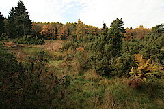 Landschaft mit Wacholderheide © Regionalforstamt Siegen-Wittgenstein