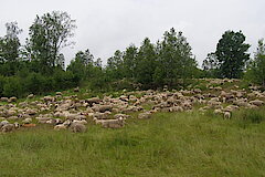 Für den Naturschutz ins Gras beissen © Peter Fasel