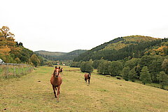 Extensive Weidenutzung © Regionalforstamt Siegen-Wittgenstein