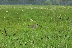 Großer Brachvogel © Biologische Station Steinfurt e.V.