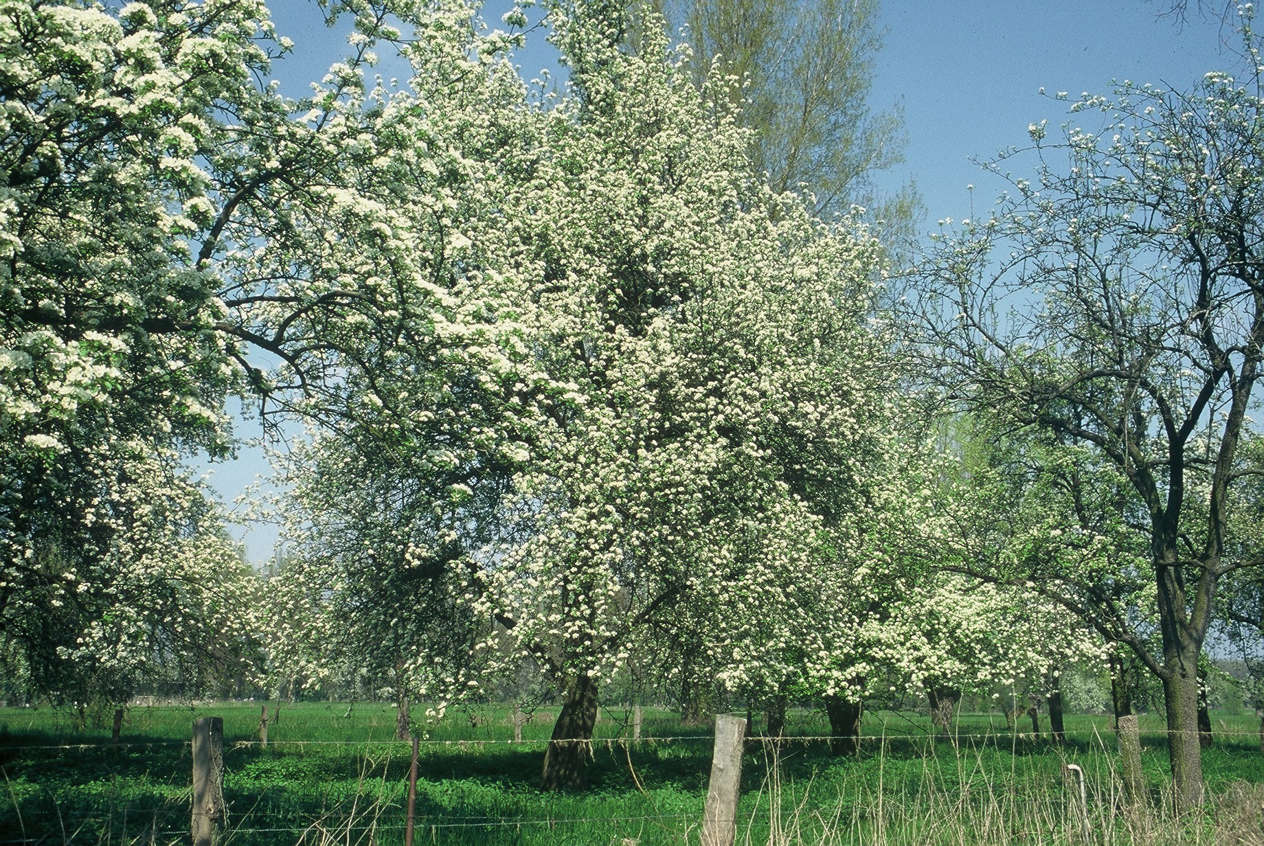 Obstbaumwiese © Biologische Station Haus Bürgel