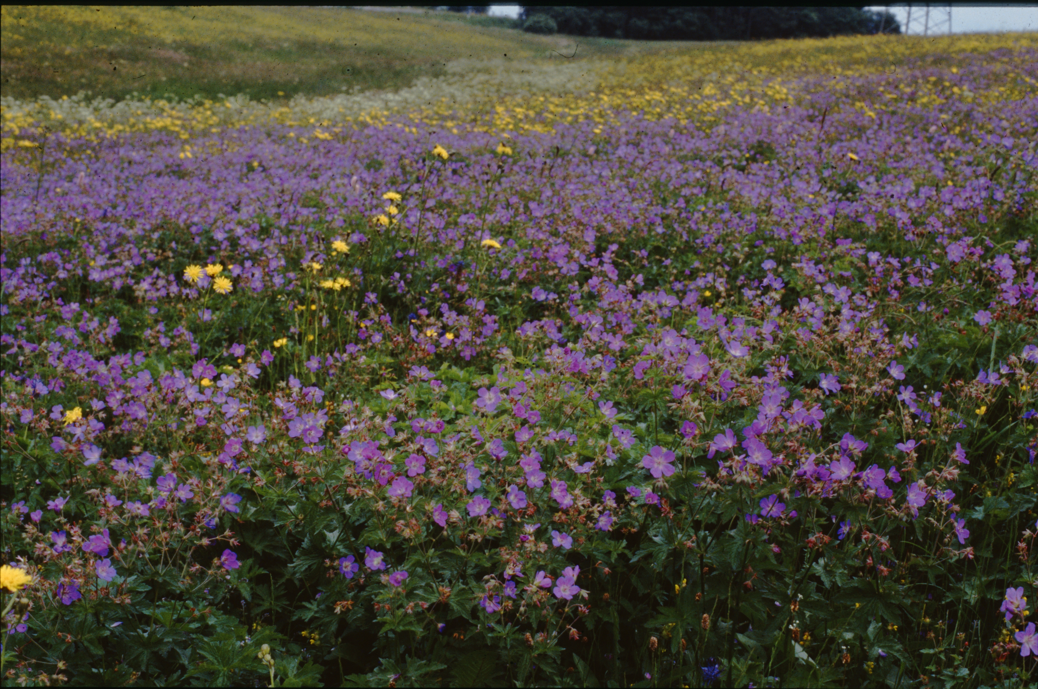 Dietrichseiffen Wiese mit Storchenschnabel © Biologische Station im Kreis Euskirchen e.V.