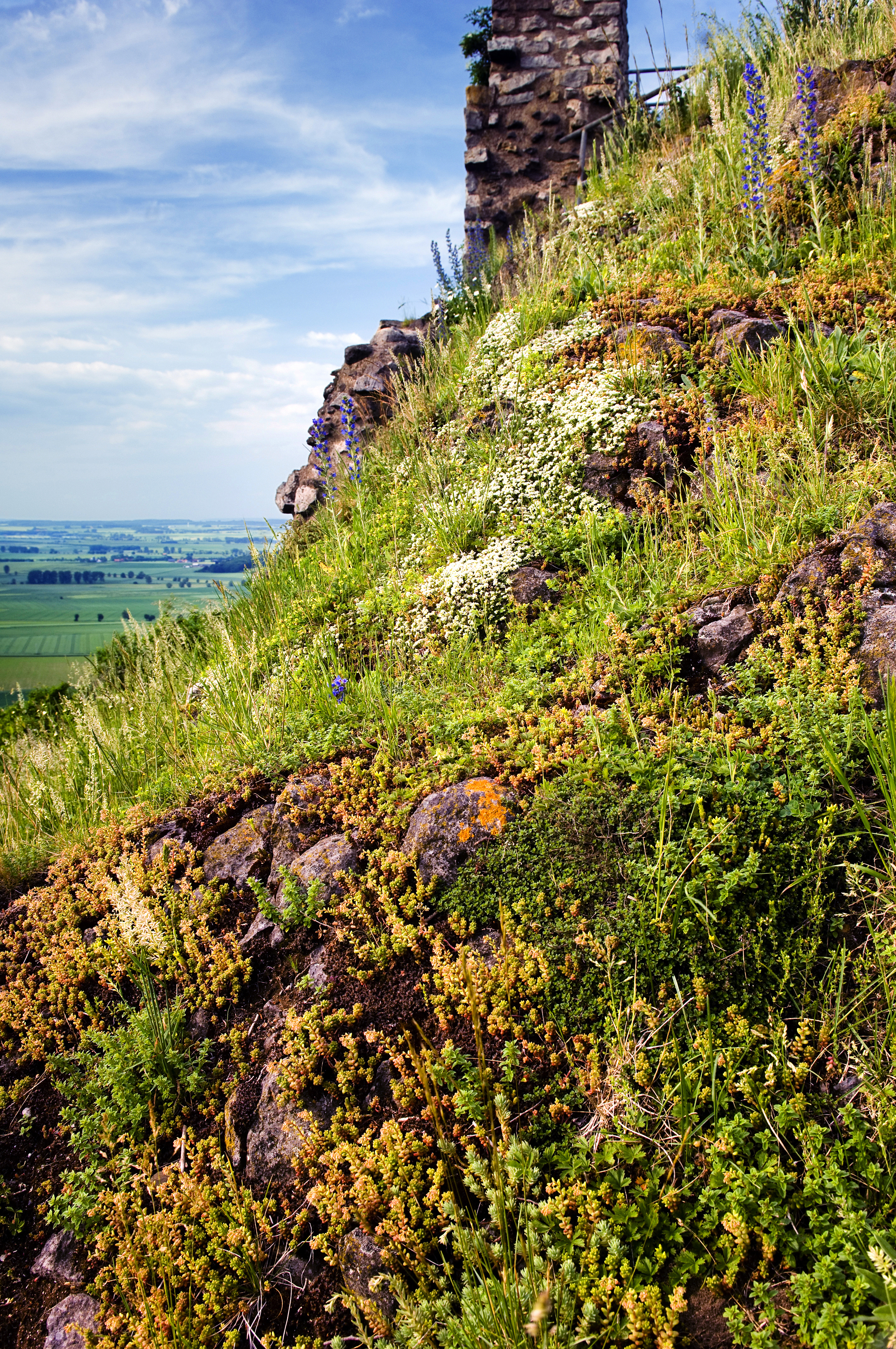 Pflanzengesellschaft auf Felsen © Frank Grawe