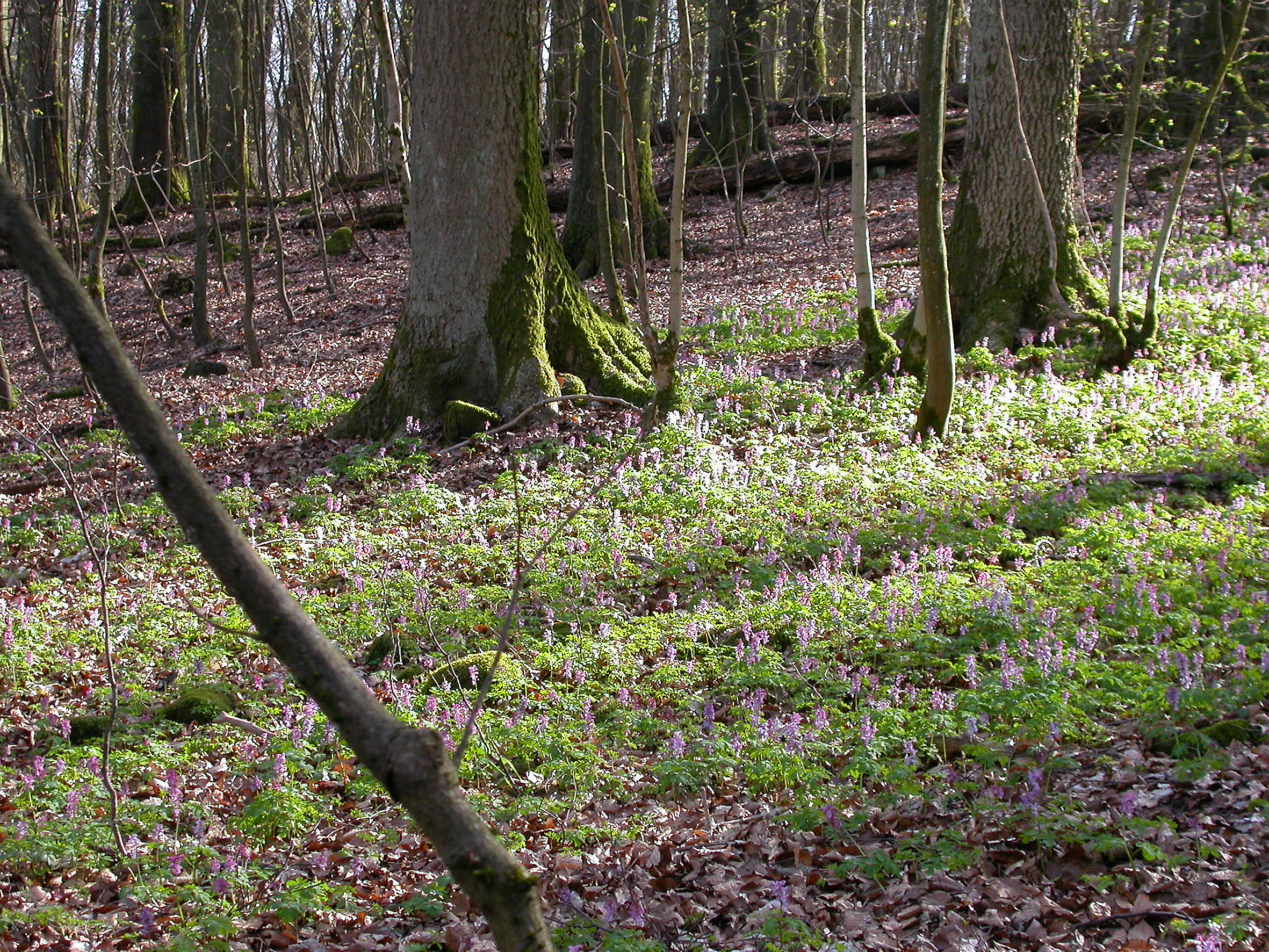 Hohler Lerchensporn © Ursula Siebel