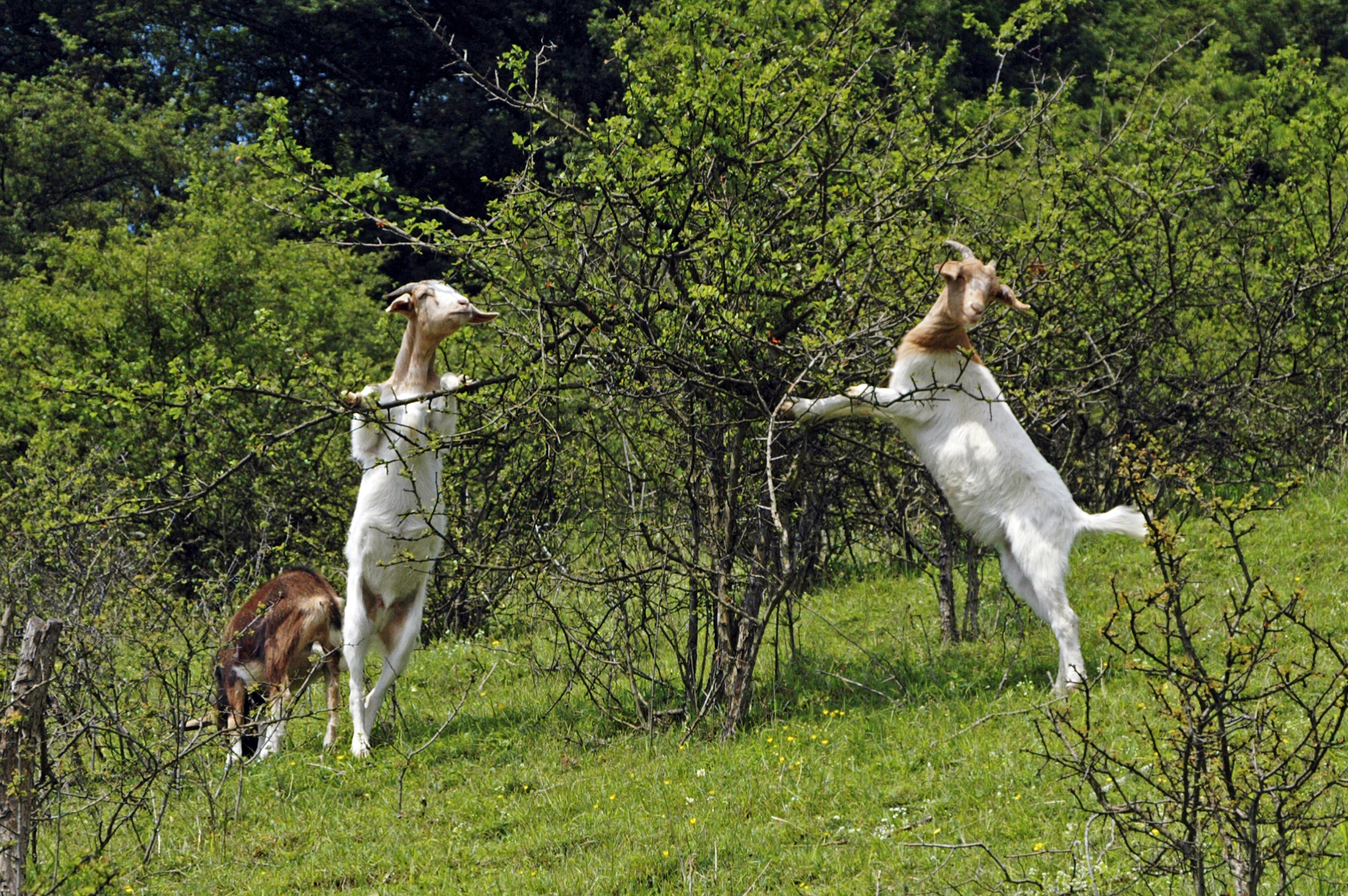 Ziegen im FFH-Gebiet Kalkmagerrasen bei Dalhausen © Frank Grawe