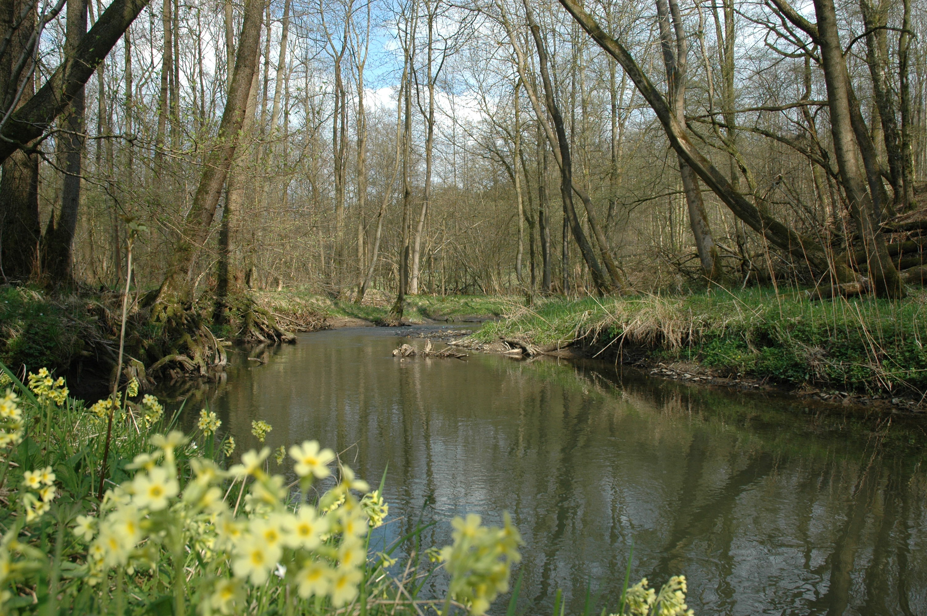 Bruchaue bei Nümbrecht © Biologische Station Oberberg