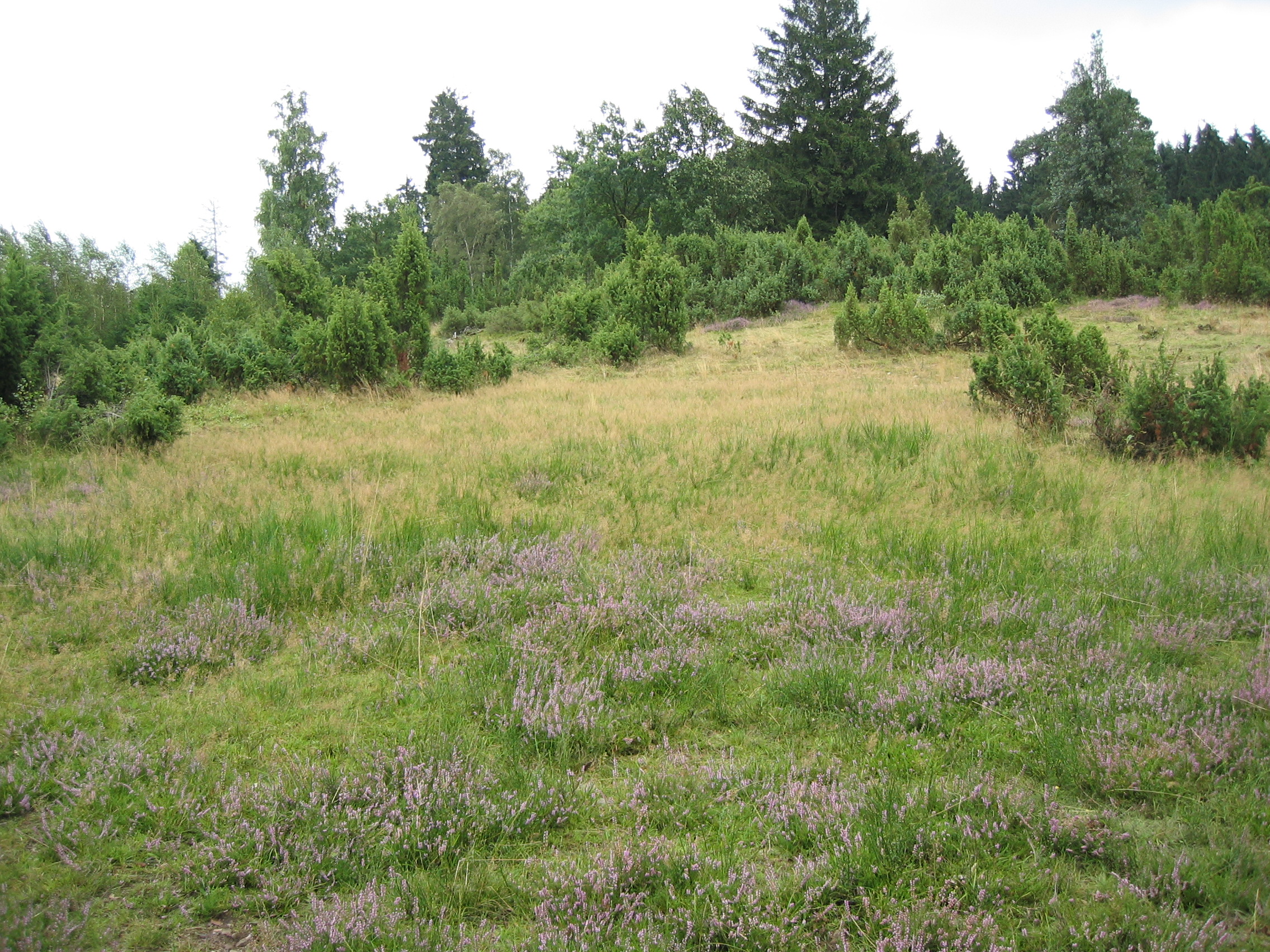 Wacholderheide © Biologische Station Oberberg