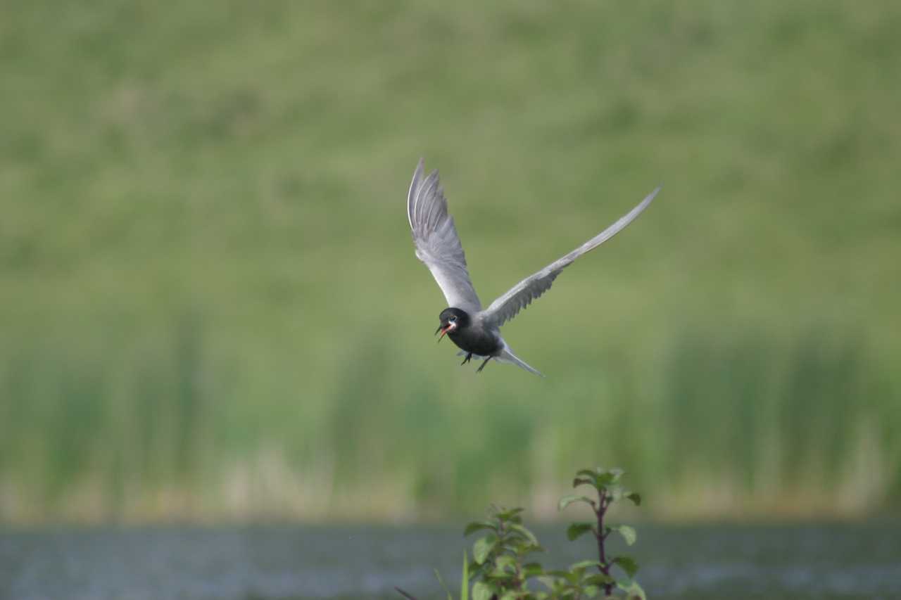 Trauerseeschwalbe im Flug © A. Vossmeyer