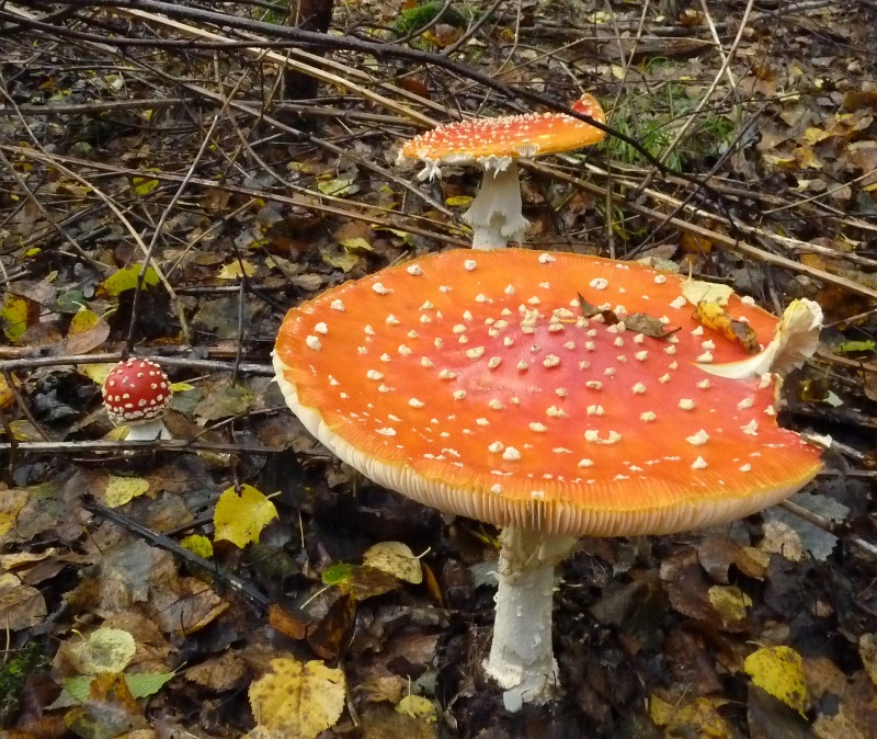 Viele giftige Fliegenpilze im Herbst © Biologische Station Bonn / Rhein-Erft