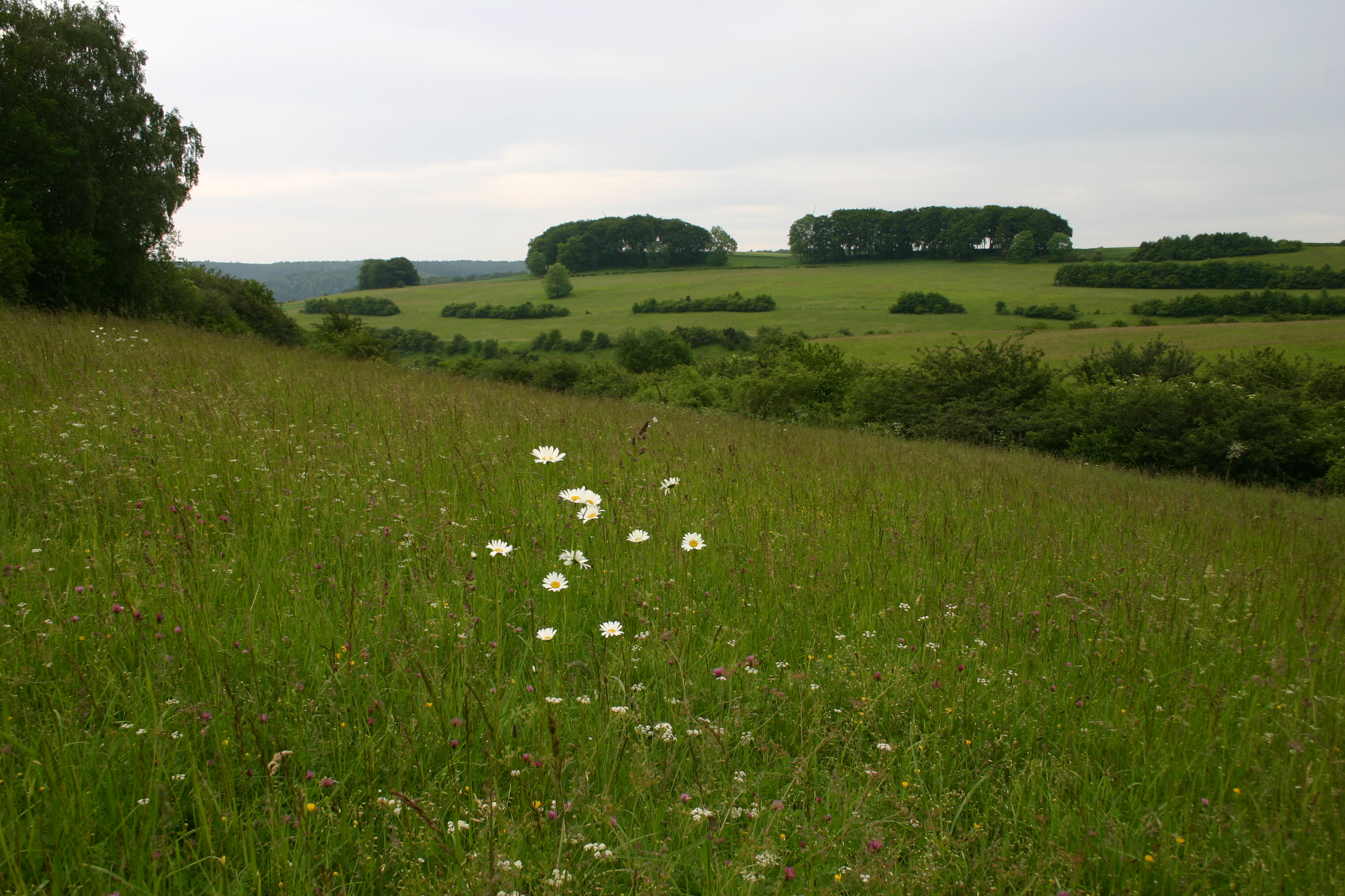 Heckenlandschaft © Biologische Station HSK