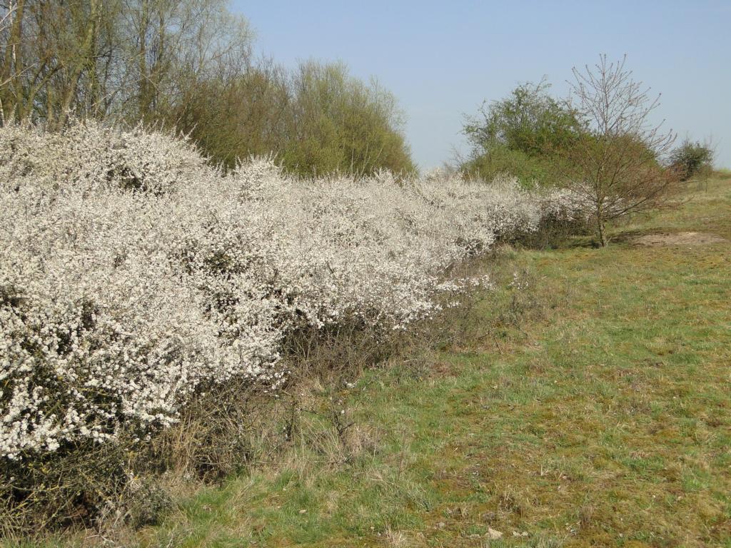 Blühende Schlehenhecke in den Wisseler Dünen © Naturschutzzentrum im Kreis Kleve