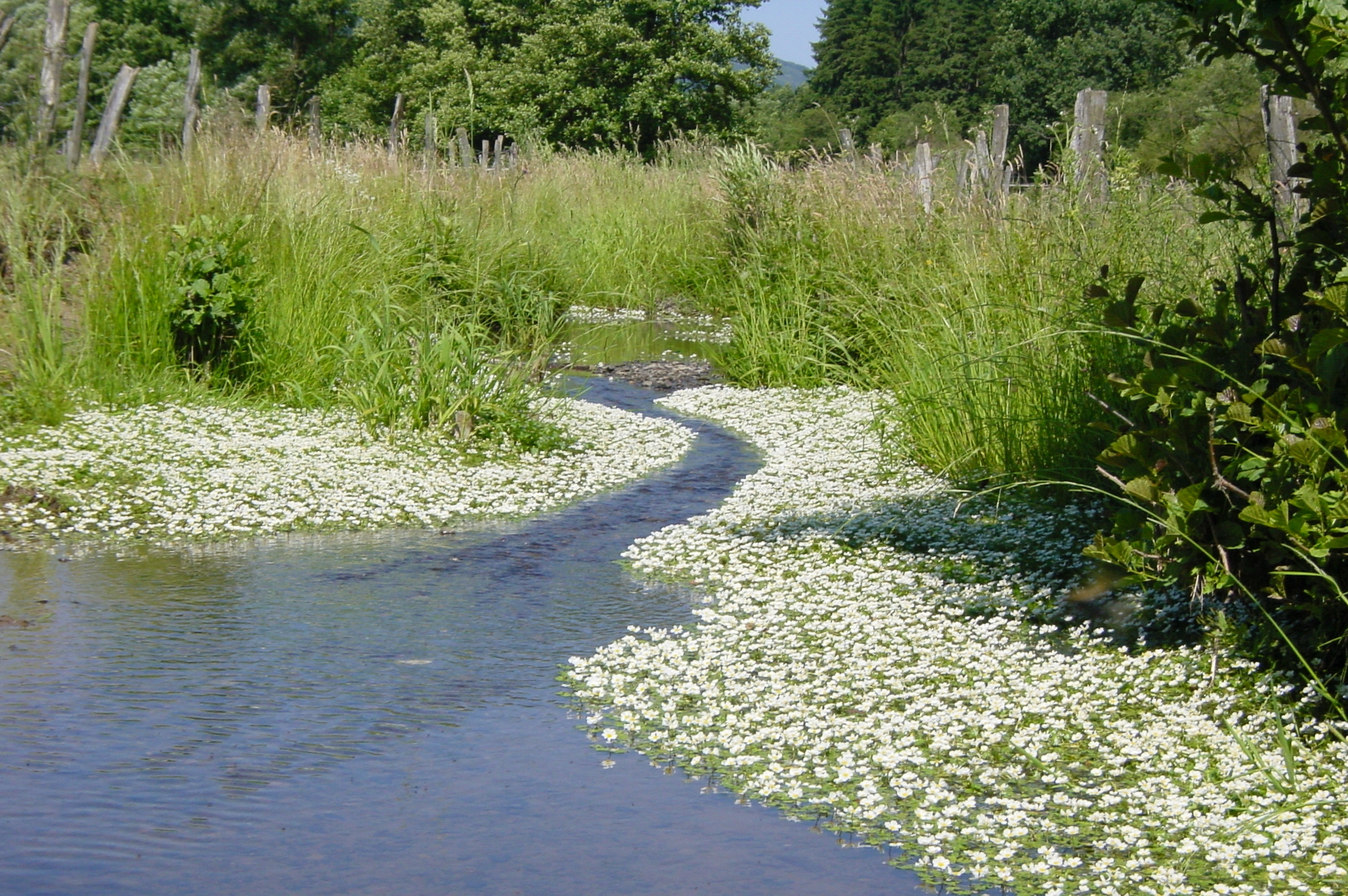 Flutender Wasserhahnenfuß © Biologische Station HSK