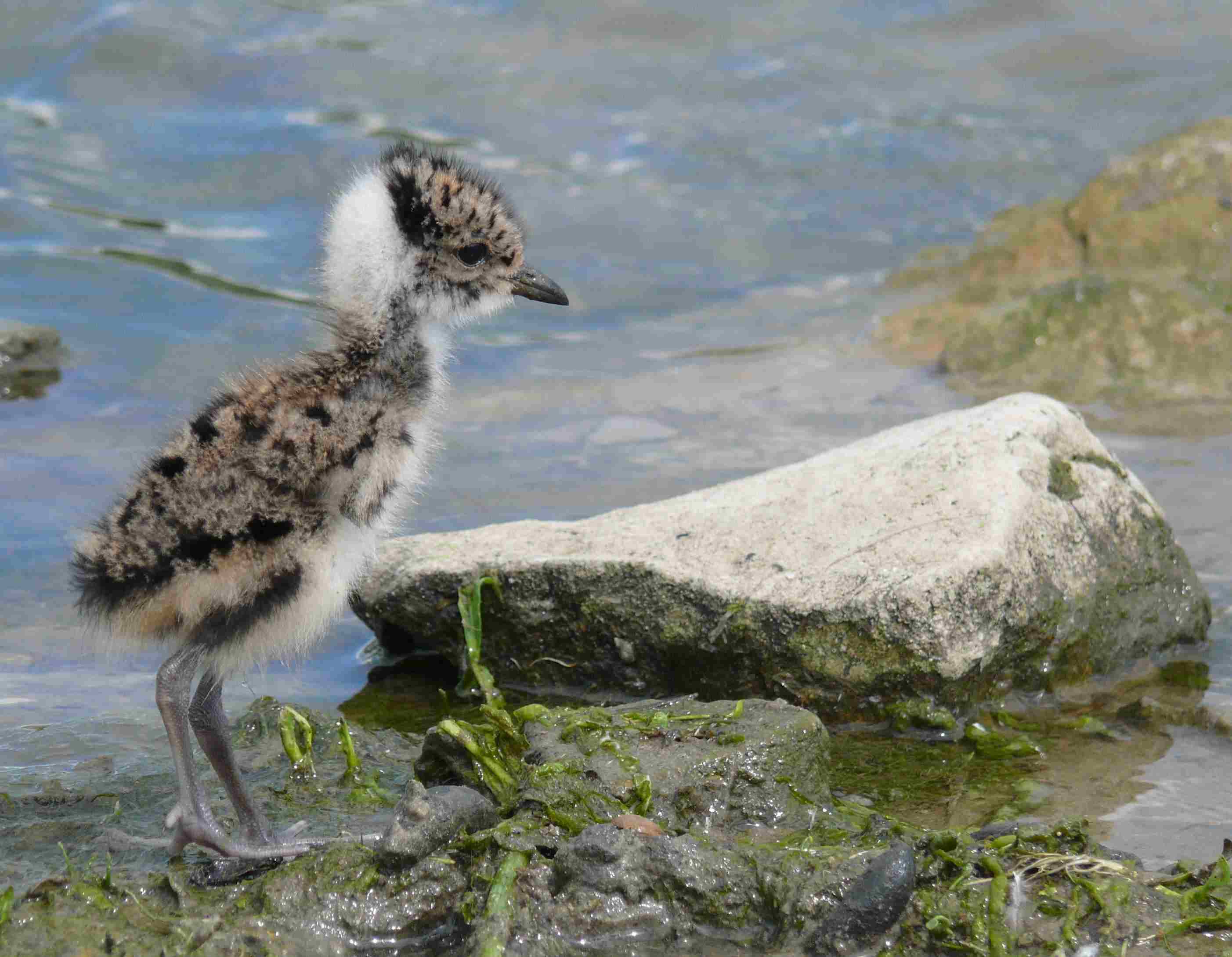 Kiebitzküken © Naturschutzzentrum im Kreis Kleve e.V.