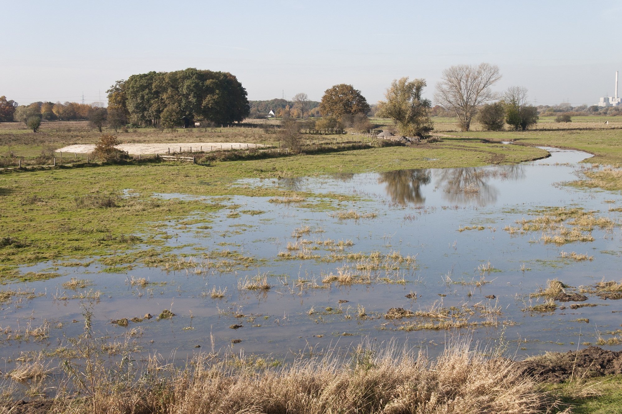 Feuchtgebiet in der Lippeaue © Birgit Beckers