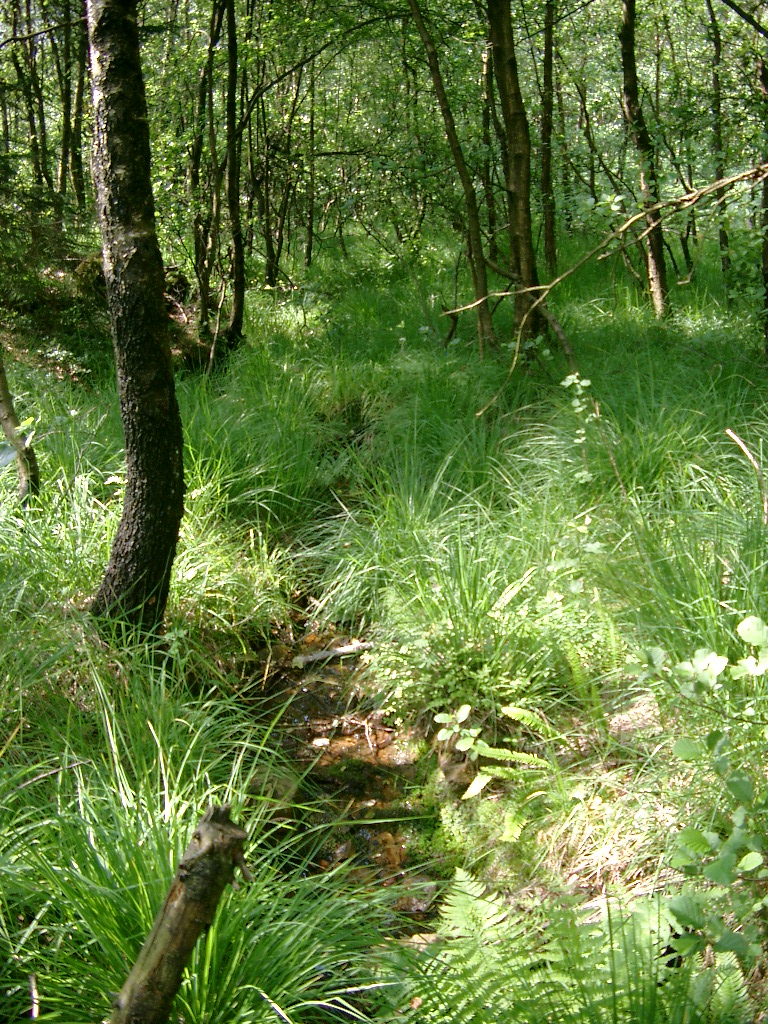 Bachlauf im Ebbegebirge © Naturschutzzentrum Märkischer Kreis e.V.