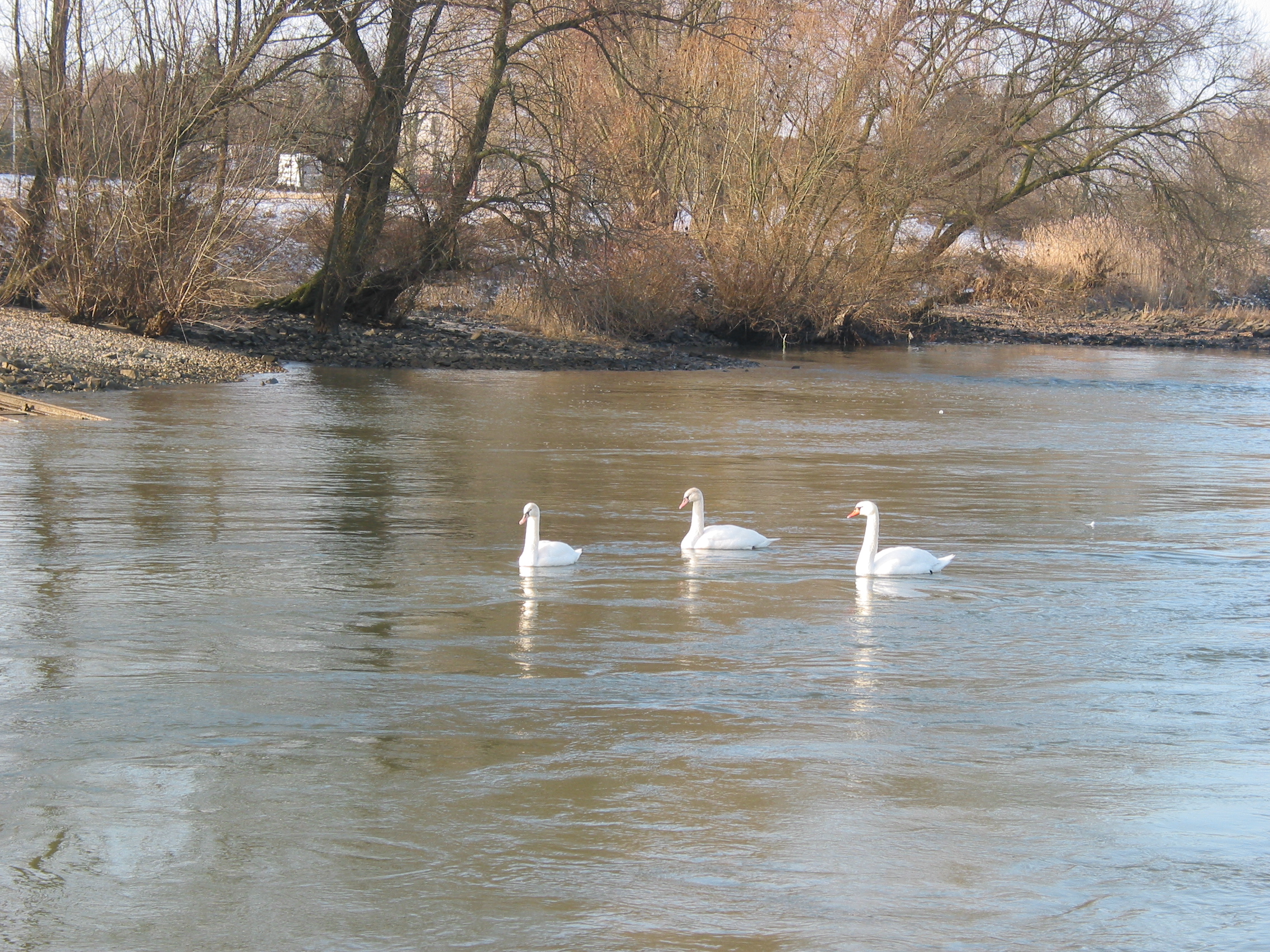 Schwäne © Haus der Natur, Biologische Station im Rhein-Kreis Neuss e.V.