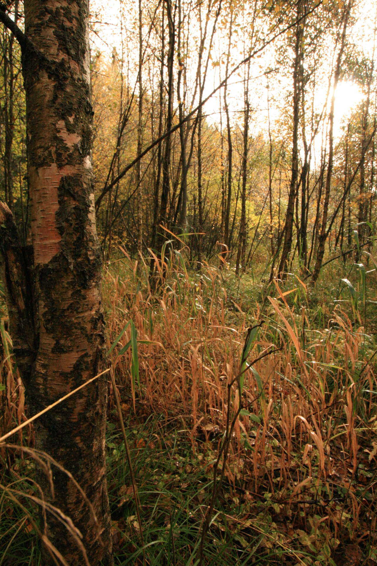 Rohrglanzgras im Birkenmoorwald © Regionalforstamt Siegen-Wittgenstein