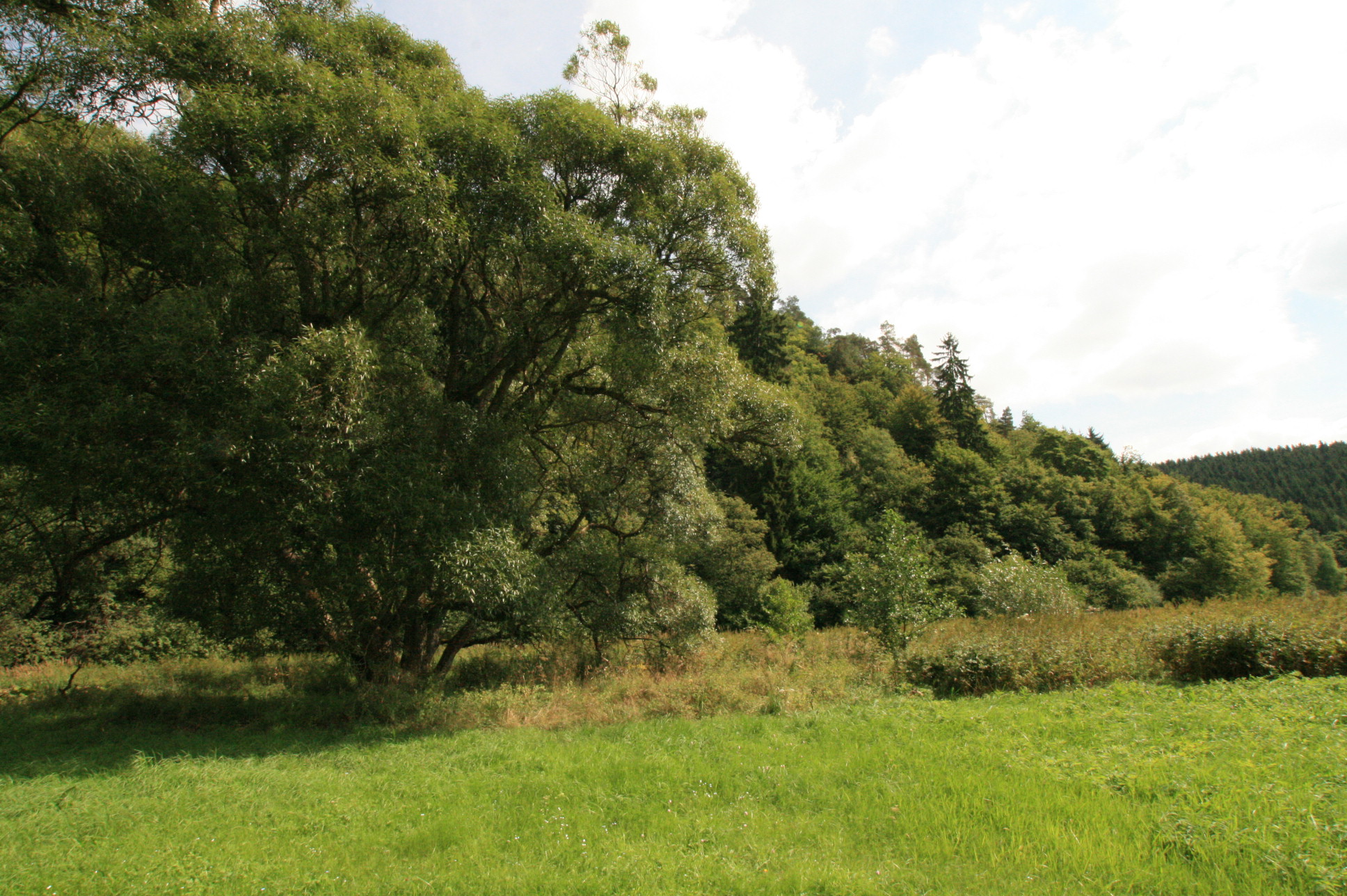 Am Fuß des Großen Bohnsteins © Regionalforstamt Siegen-Wittgenstein