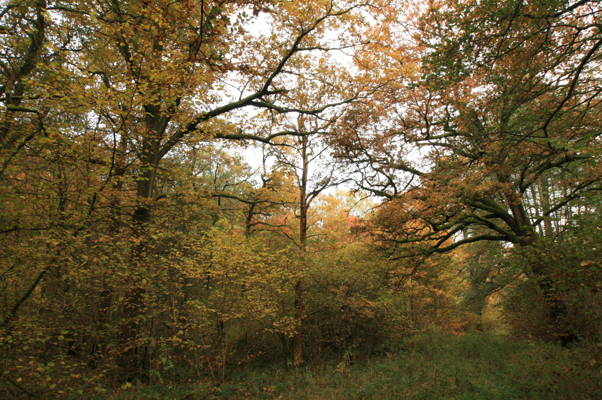 Artenreicher Wald © Regionalforstamt Siegen-Wittgenstein