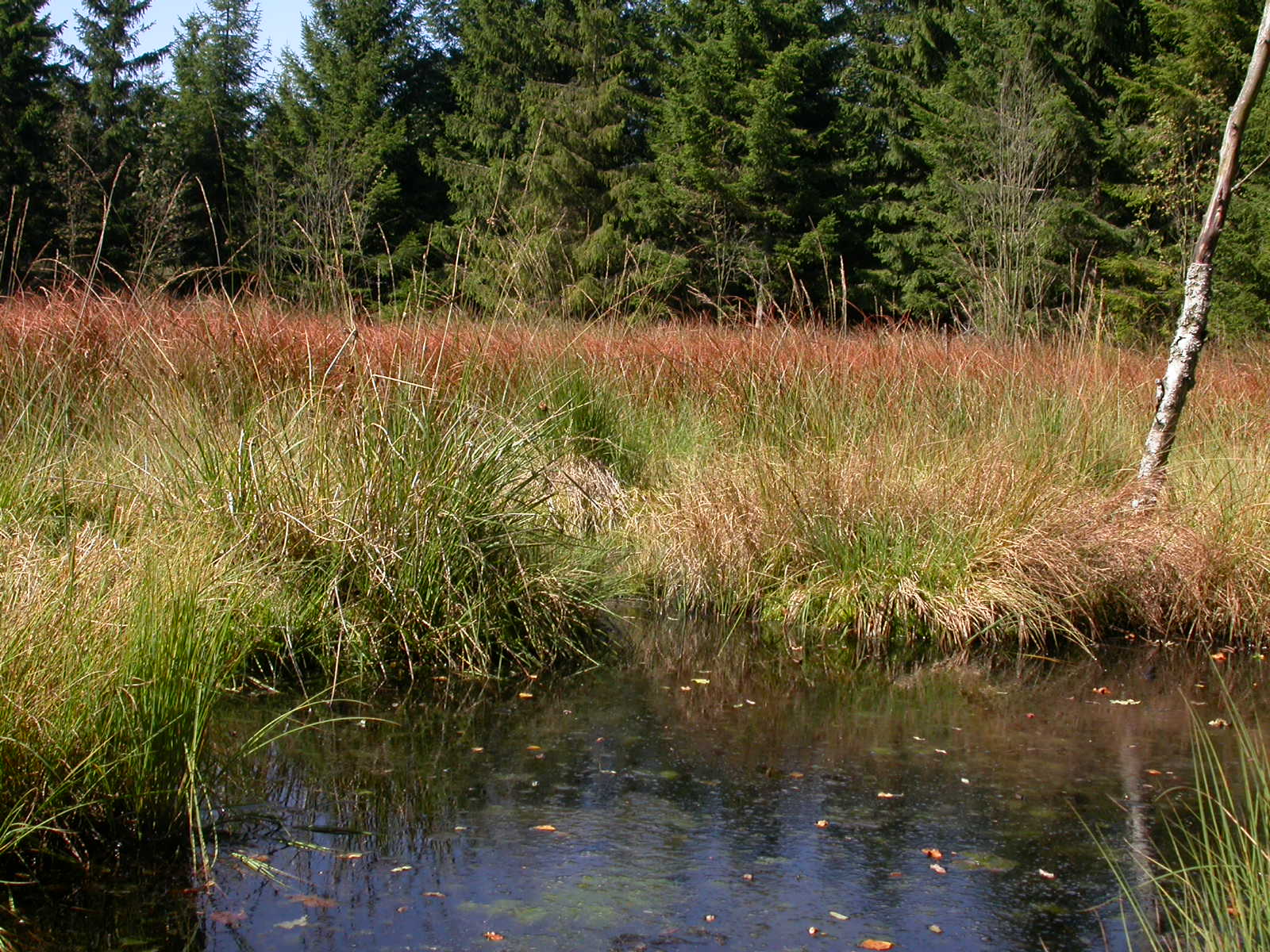 Mützenicher Vennhochfläche © Manfred Aletsee