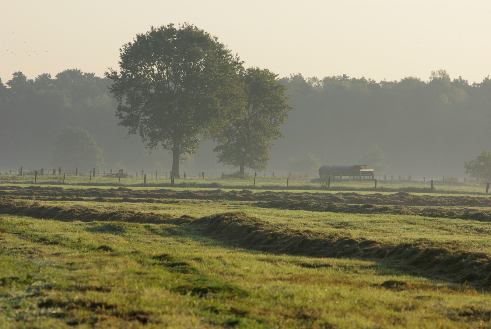 Feuchtwiesenmahd in der Düsterdieker Niederung © Biologische Station Steinfurt e.V.