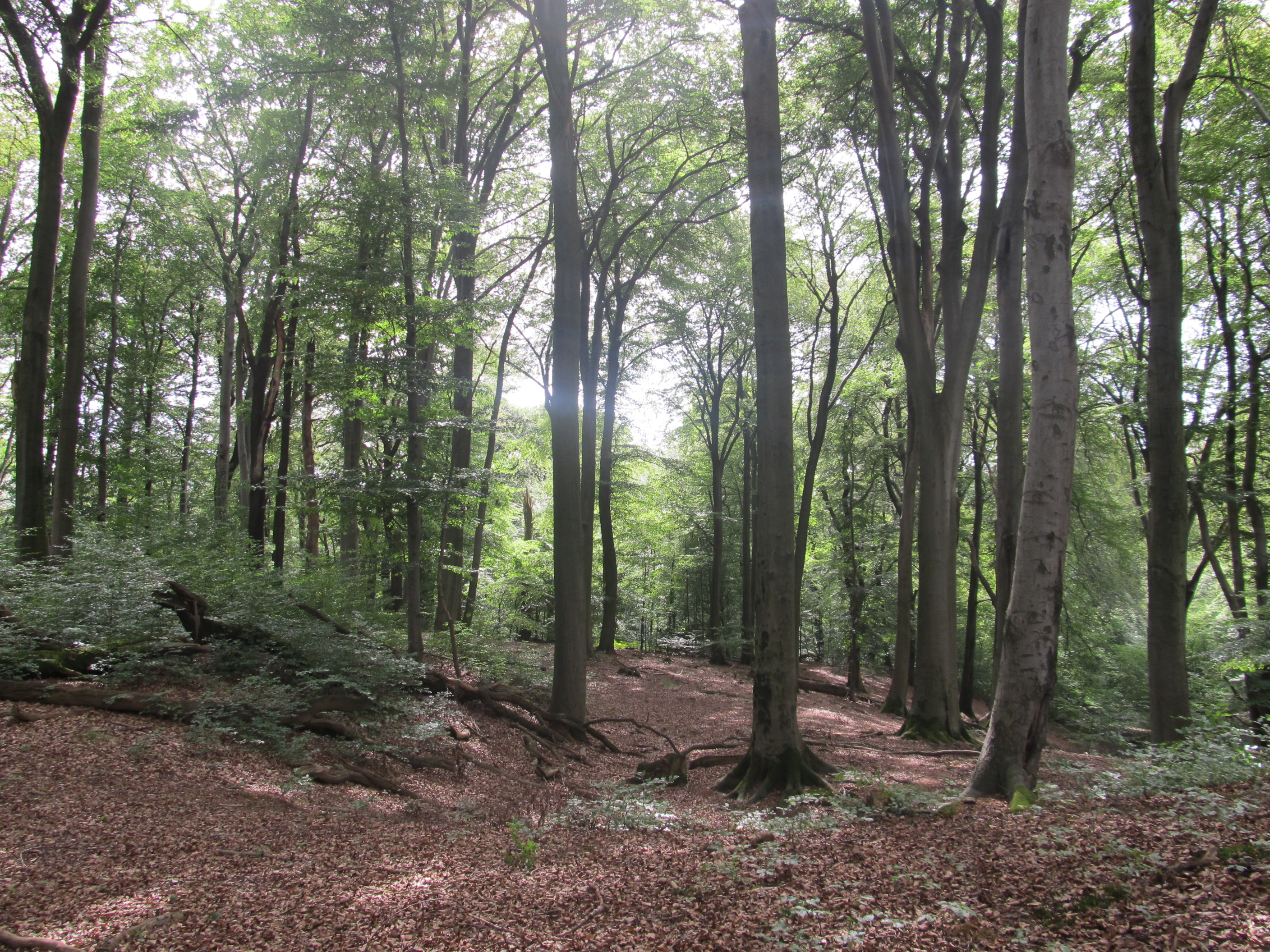 Alter Buchenwald © Birgit Königs